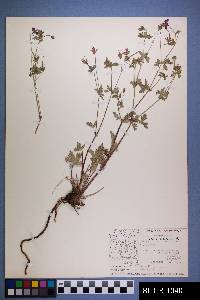 Geranium caespitosum image